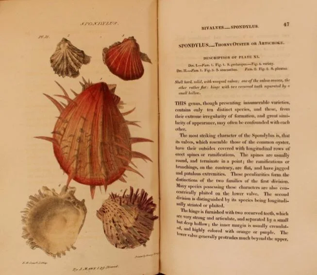 Illustrated page of scallop shells from the Linnaean System of Conchology