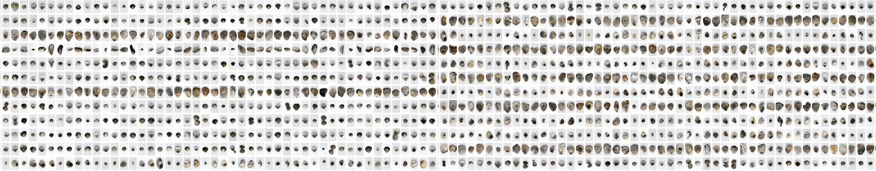 A dense grid of individually photographed shells from Anna Ridler's The Shell Record