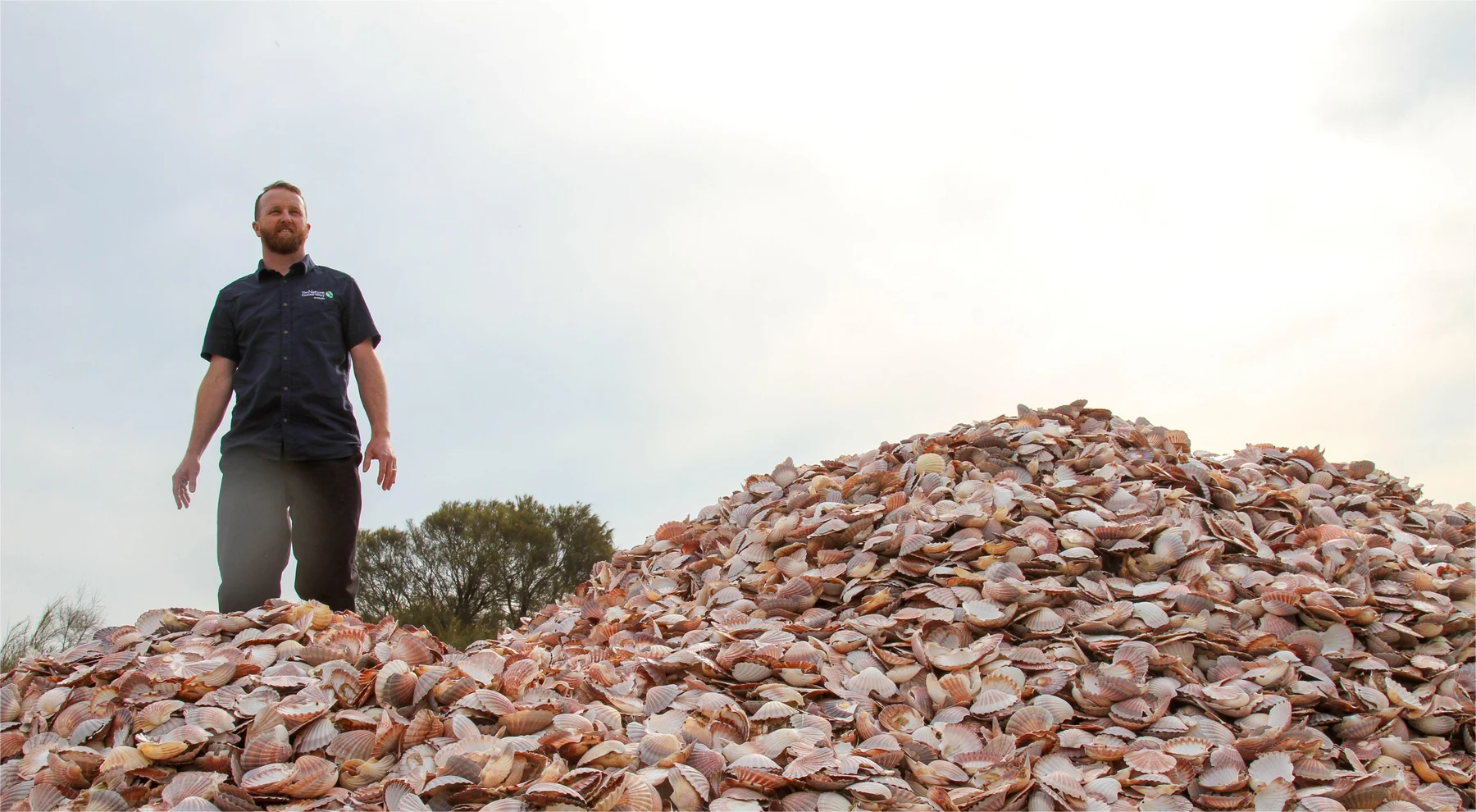 A large heap of scallop shells collected by a recycling programme