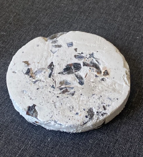 Plaster (Mod Roc) disc with shell fragments