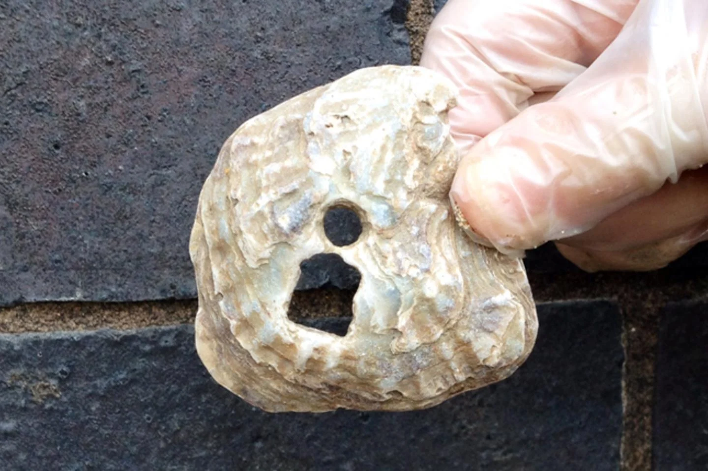 A gloved hand holding a perforated oyster shell found on the Thames foreshore