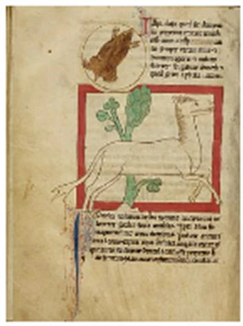 Page of the Northumberland Bestiary showing a crocotta